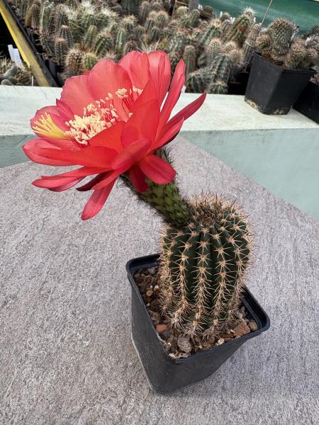 Lobivia Hybr. rot